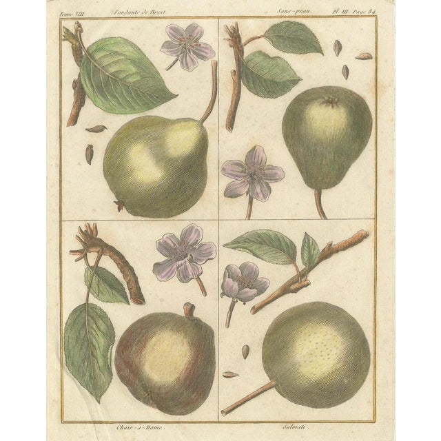 Poiteau and Turpin, Illustrations of Apples, Pears and Peaches, Engravings, 1820, Set of 3 For Sale - Image 3 of 10