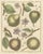 Poiteau and Turpin, Illustrations of Apples, Pears and Peaches, Engravings, 1820, Set of 3 For Sale - Image 3 of 10