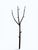 Tree Coat Stand by Marcantonio for Opinion Ciatti, 2000s For Sale - Image 9 of 9