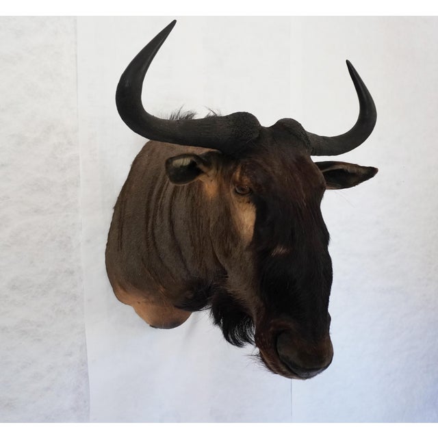 Wildebeest Mount Head Bust For Sale - Image 4 of 18