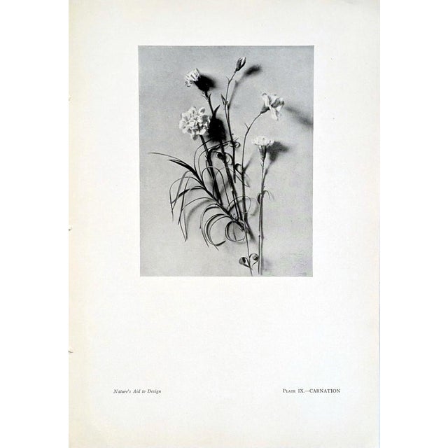 Gray Set of 12 Antique Botanical Photogravure Plates From the First Edition of Nature's Aid to Design (1907) For Sale - Image 8 of 13