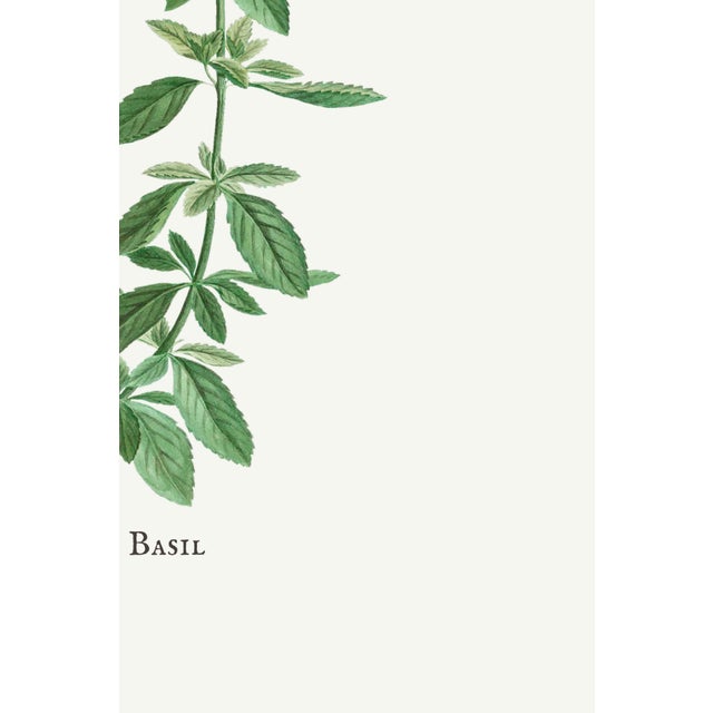 Not Yet Made - Made To Order Basil Herb by Redouté, Vintage Botanical Art Print, 40" X 60" For Sale - Image 5 of 8