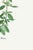 Not Yet Made - Made To Order Basil Herb by Redouté, Vintage Botanical Art Print, 40" X 60" For Sale - Image 5 of 8