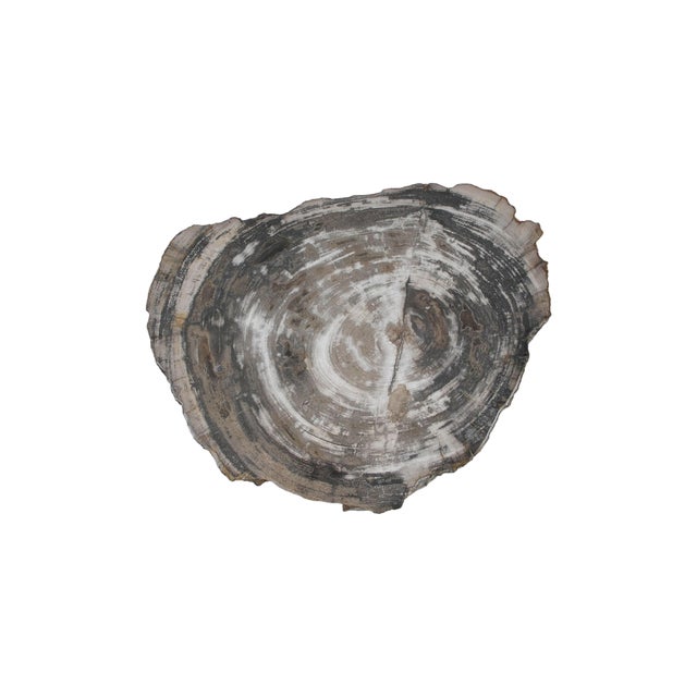 Early 21st Century Petrified Wood Side Table by Xyleia Petrified Wood For Sale - Image 5 of 9