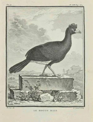 François Hubert Drouais, Le Hocco, Etching, 1771