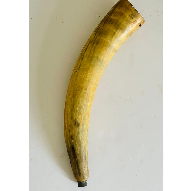 Large antique cow horn from Africa as hunting / powder horn.