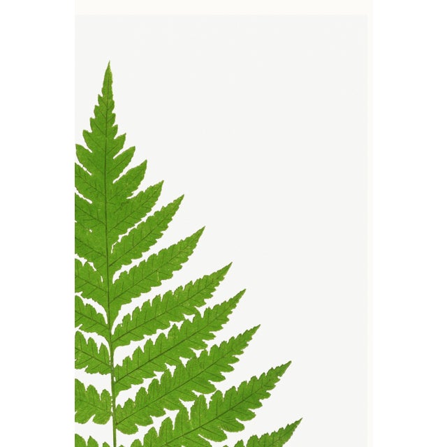 Green Vintage Fern Botanical Art Print Reproduction, 20" X 30" For Sale - Image 8 of 10