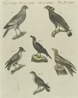 Various African Birds, Paper