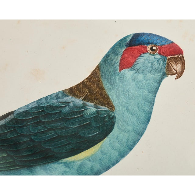 Late 18th Century Pair Jacques Barraband Hand Colored Ornithological Bird Prints For Sale - Image 5 of 17