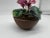 American Petite Bovano of Cheshire Enamel Floral Decorative Planter Cyclamen Persicum For Sale - Image 3 of 7