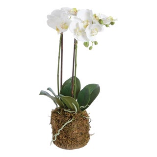 Phalaenopsis Orchid Drop-In 23" For Sale