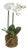 Phalaenopsis Orchid Drop-In 23" For Sale