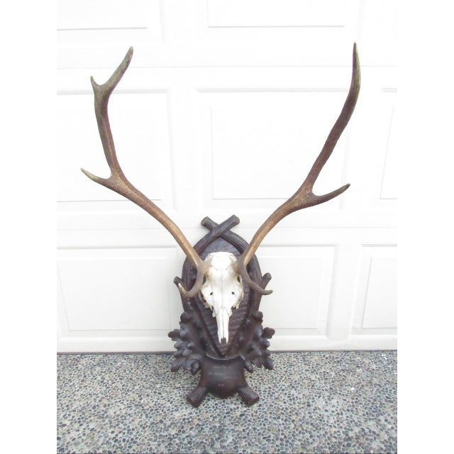Vintage Black Forest Mounted Deer Antlers For Sale - Image 10 of 16