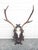 Vintage Black Forest Mounted Deer Antlers For Sale - Image 10 of 16