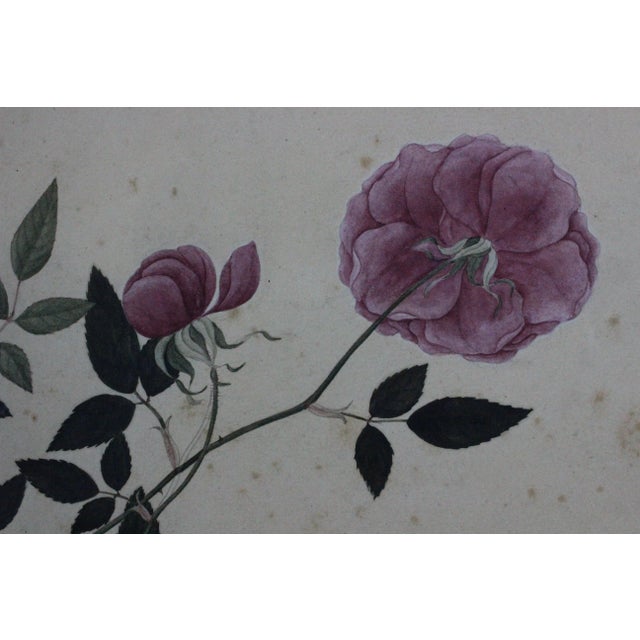 Red Camellia Rose Chinese Watercolour For Sale - Image 4 of 7
