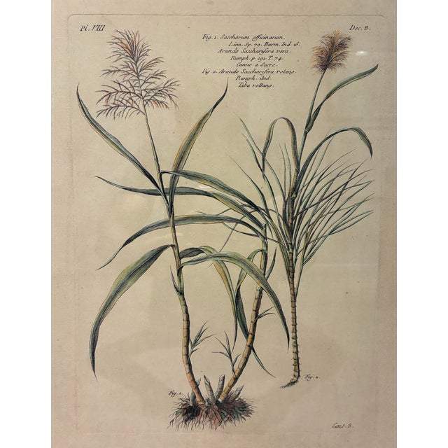 An elegant French botanical illustration depicting sugarcane (*Saccharum officinarum*), beautifully presented in a...