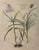 An elegant French botanical illustration depicting sugarcane (*Saccharum officinarum*), beautifully presented in a...