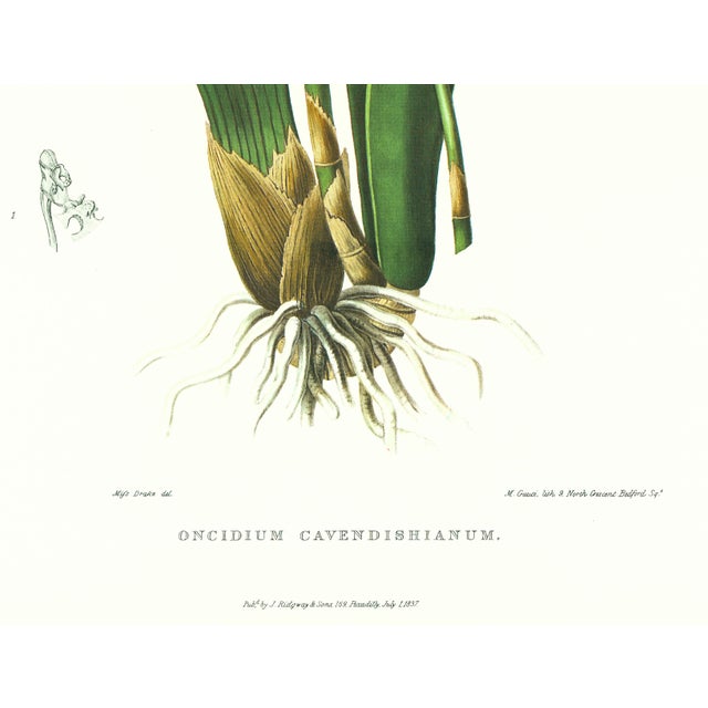 Realism Large 1973 Orchid Flower Lithograph "Oncidium Cavendishianum (The Duke of Devonshire's Oncidium)" After James Bateman For Sale - Image 3 of 7