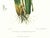 Realism Large 1973 Orchid Flower Lithograph "Oncidium Cavendishianum (The Duke of Devonshire's Oncidium)" After James Bateman For Sale - Image 3 of 7