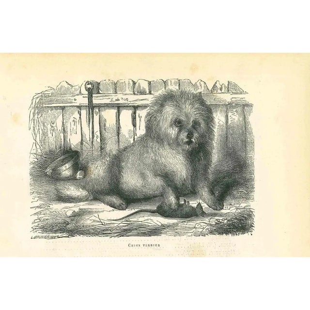 The Dog is an original lithograph on ivory-colored paper, realized by Paul Gervais (1816-1879). The artwork is from The...