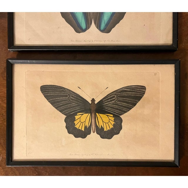 Antique 18th Century Framed Butterfly Prints by F. P. Nodder - a Pair For Sale In New York - Image 6 of 12