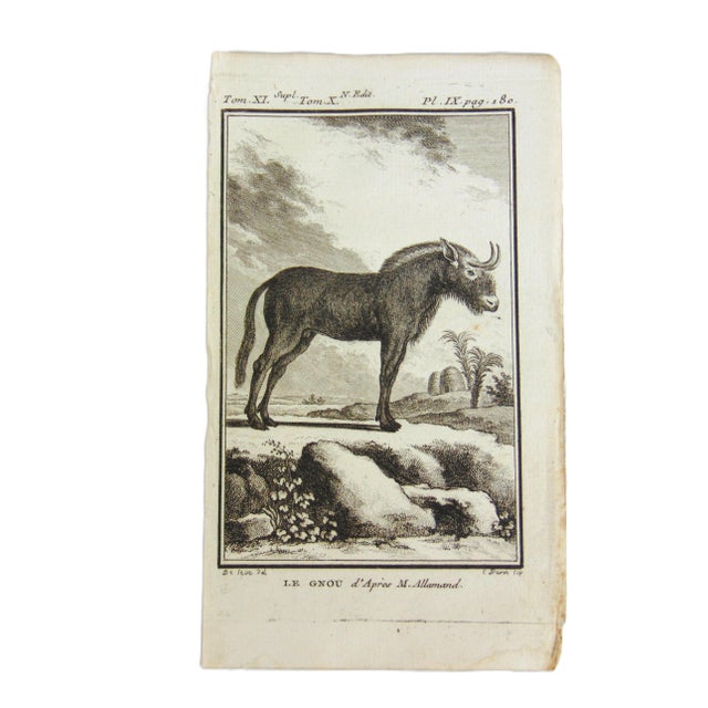 Set of 2 original copper plate engravings prints (not modern reproductions) directly from Buffon's Oeuvres Completes...