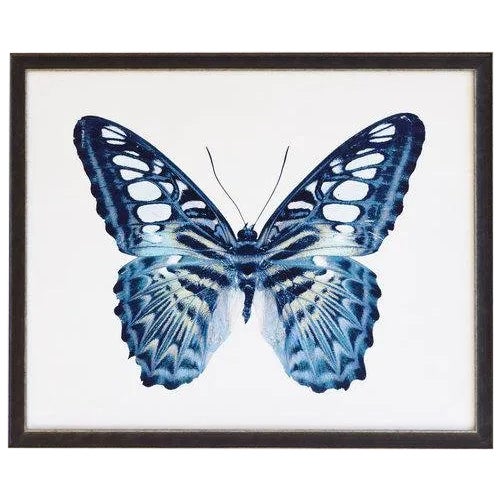 Blue Spotted Butterfly - 32" X 26" For Sale