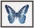 Blue Spotted Butterfly - 32" X 26" For Sale
