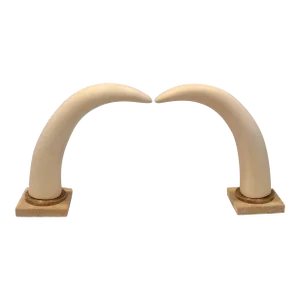 Pair of Decorative Tusk Horn