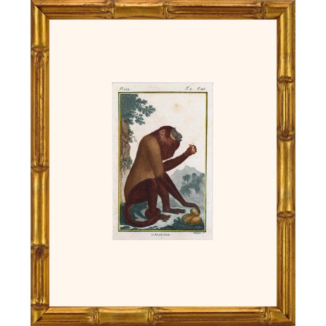 Early 19th Century Original Early 19th Century French Monkey Engravings- Set of 6 For Sale - Image 5 of 7