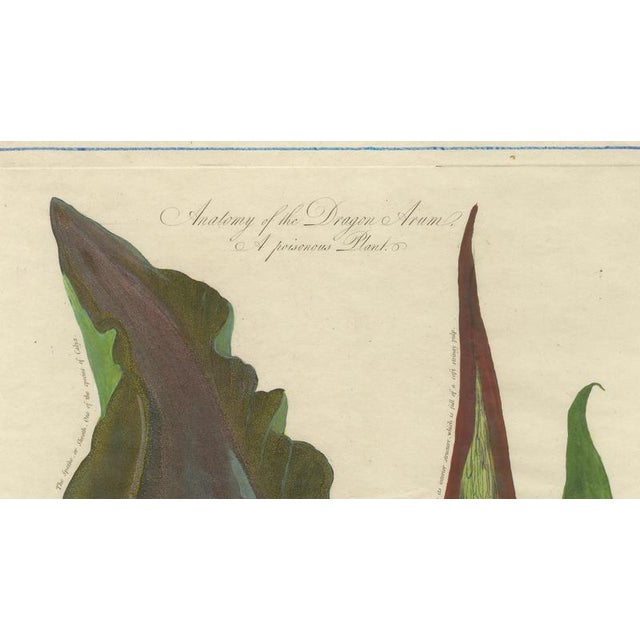 After Peter Henderson, Dragon Arum, Poisonous Plant, 1802, Engraving For Sale - Image 3 of 10