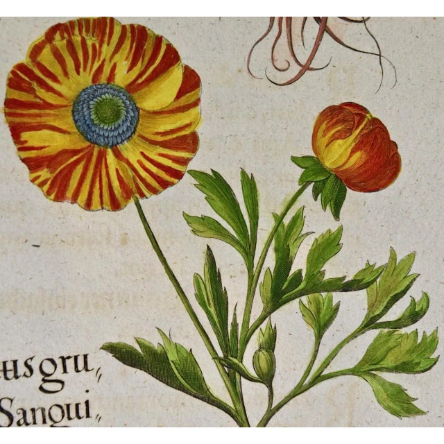 Sculpture Materials Basilius Besler Buttercup Flowers: A Besler 18th Century Hand-colored Botanical Engraving, 1713 For Sale - Image 7 of 9