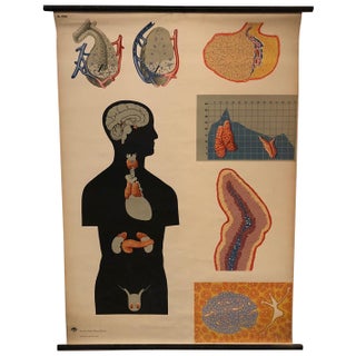 Mid 20th Century German Anatomical Educational Endocrine System Chart For Sale
