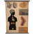 Mid 20th Century German Anatomical Educational Endocrine System Chart For Sale