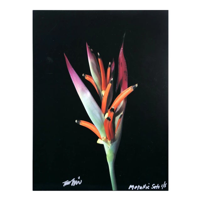 Heliconia From the Metallic Sets, Jonathan Singer For Sale