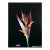 Heliconia From the Metallic Sets, Jonathan Singer For Sale