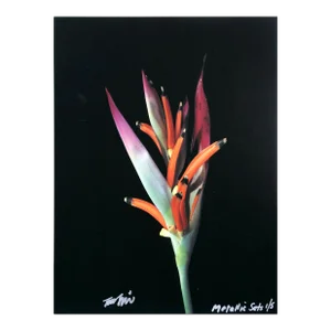 Heliconia From the Metallic Sets, Jonathan Singer