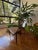 Wood Pair of “Curva” Chairs Attributed to Joaquim Tenreiro, Brazil, C. 1950s–1960s For Sale - Image 7 of 8