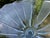1930s Large Vintage Three Graces Art Deco German Walther & Sohne Blue Frosted Glass Comport For Sale - Image 5 of 12