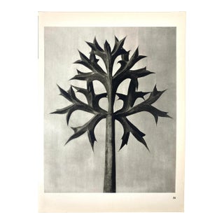 1940s Botanical Blossfeldt Print - No. 84 For Sale