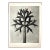 1940s Botanical Blossfeldt Print - No. 84 For Sale