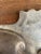 19th-Century English Regency Silver-Plate Clam Shell Serving Dish For Sale - Image 11 of 11