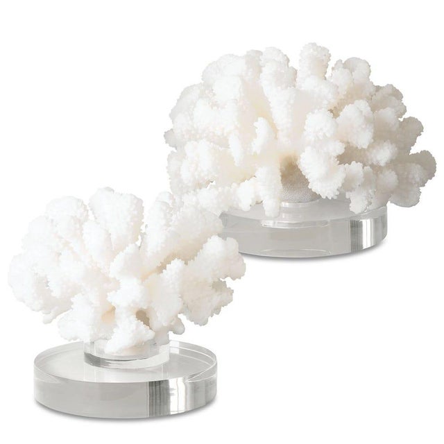 White Coral on Lucite Base For Sale - Image 4 of 6