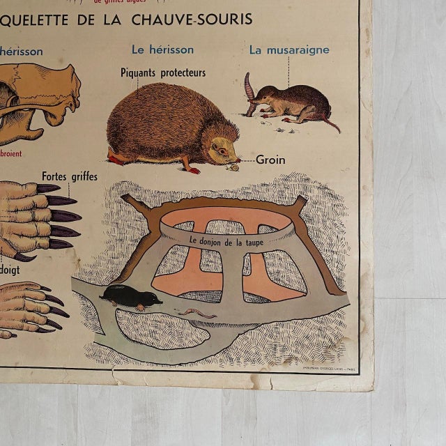 Vintage School Poster of Insectivorous Animals / Rabbit, 1950s For Sale - Image 3 of 11