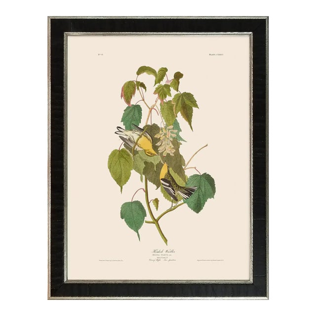 Hemlock Warbler Duchess Edition, After Audubon Reproduction Print, Framed For Sale