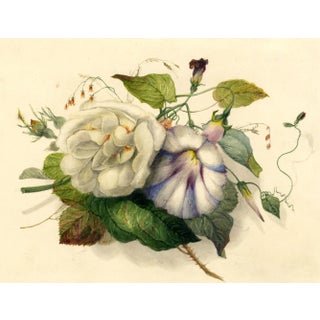 James Holland OWS, Rose & Bindweed Flowers, Mid-19th Century, Watercolour For Sale