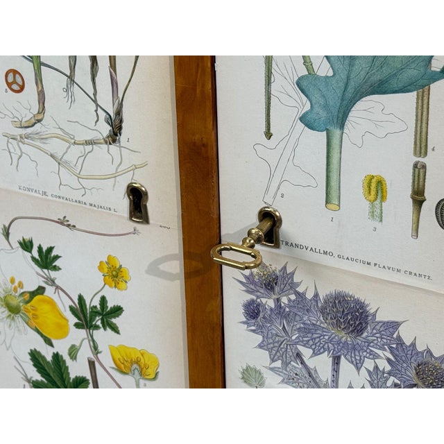 Wood Swedish Modern, Nordens Flora Cabinet, Birch, Floral Lithographs, Sweden, 1940s For Sale - Image 7 of 13