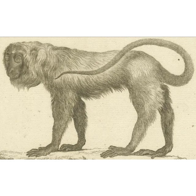 De Sève and Bock, Red Howler Monkey, 1800, Paper For Sale - Image 6 of 9
