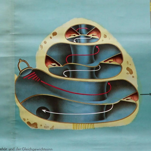 Textile Sense of Hearing and Balance Equilibrum Wall Chart Medical Poster For Sale - Image 7 of 9