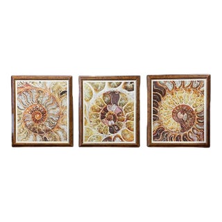 Trowbridge Gallery Ben Wood Agate Nautilus Set of 3 For Sale